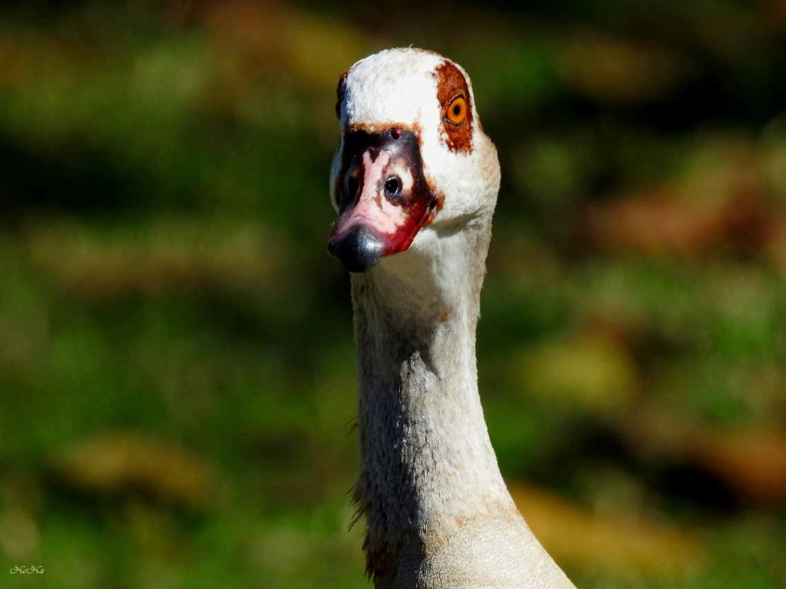 Ganso do Egito (Alopochen aegyptiacus)