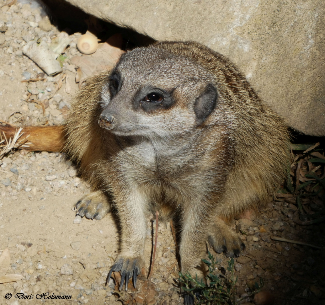 meerkat