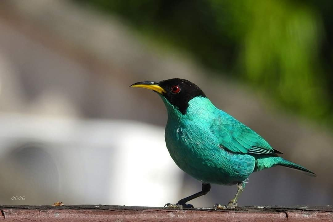 Green Honeycreeper