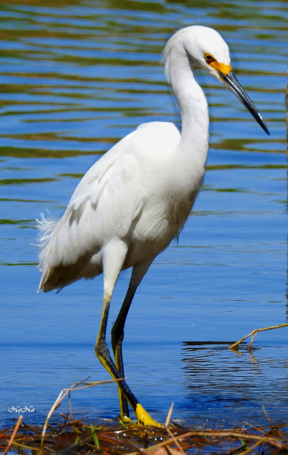 Snowy Egret