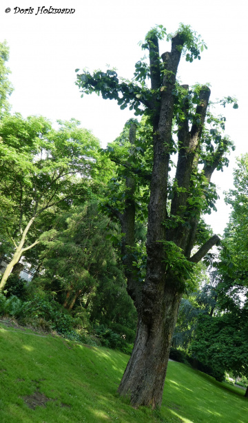 crooked meadow or crooked tree? ;-)