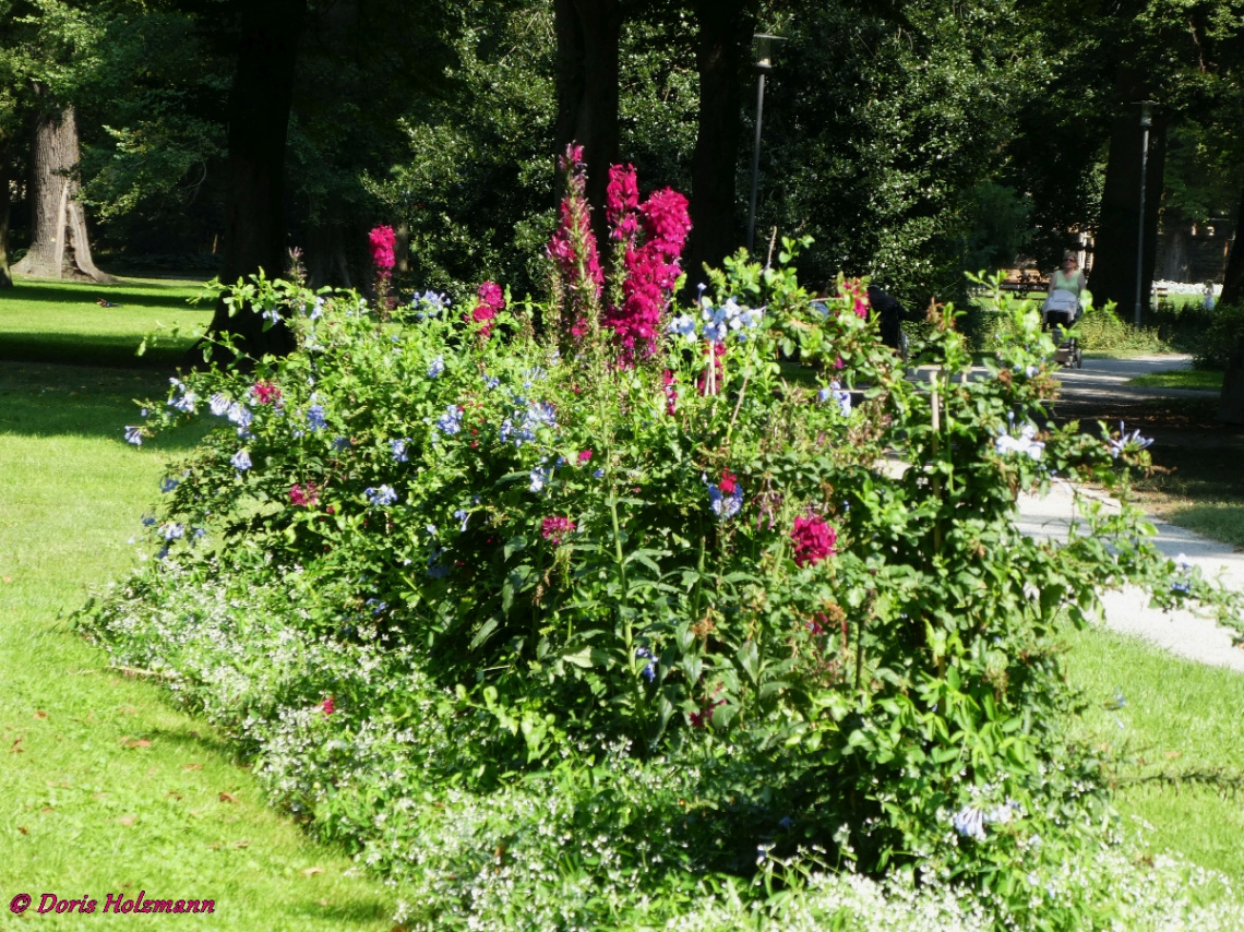 small field of flowers