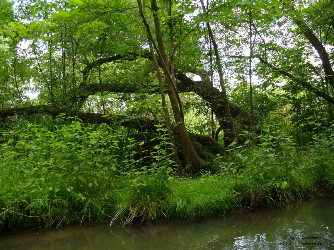 Taubergießen nature reserve