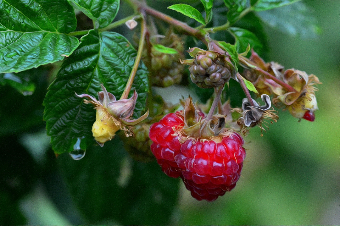 BEEREN