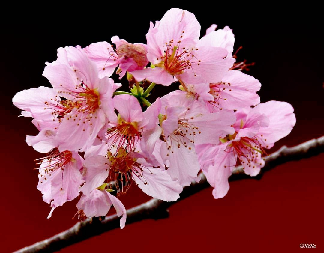 Cherry blossom