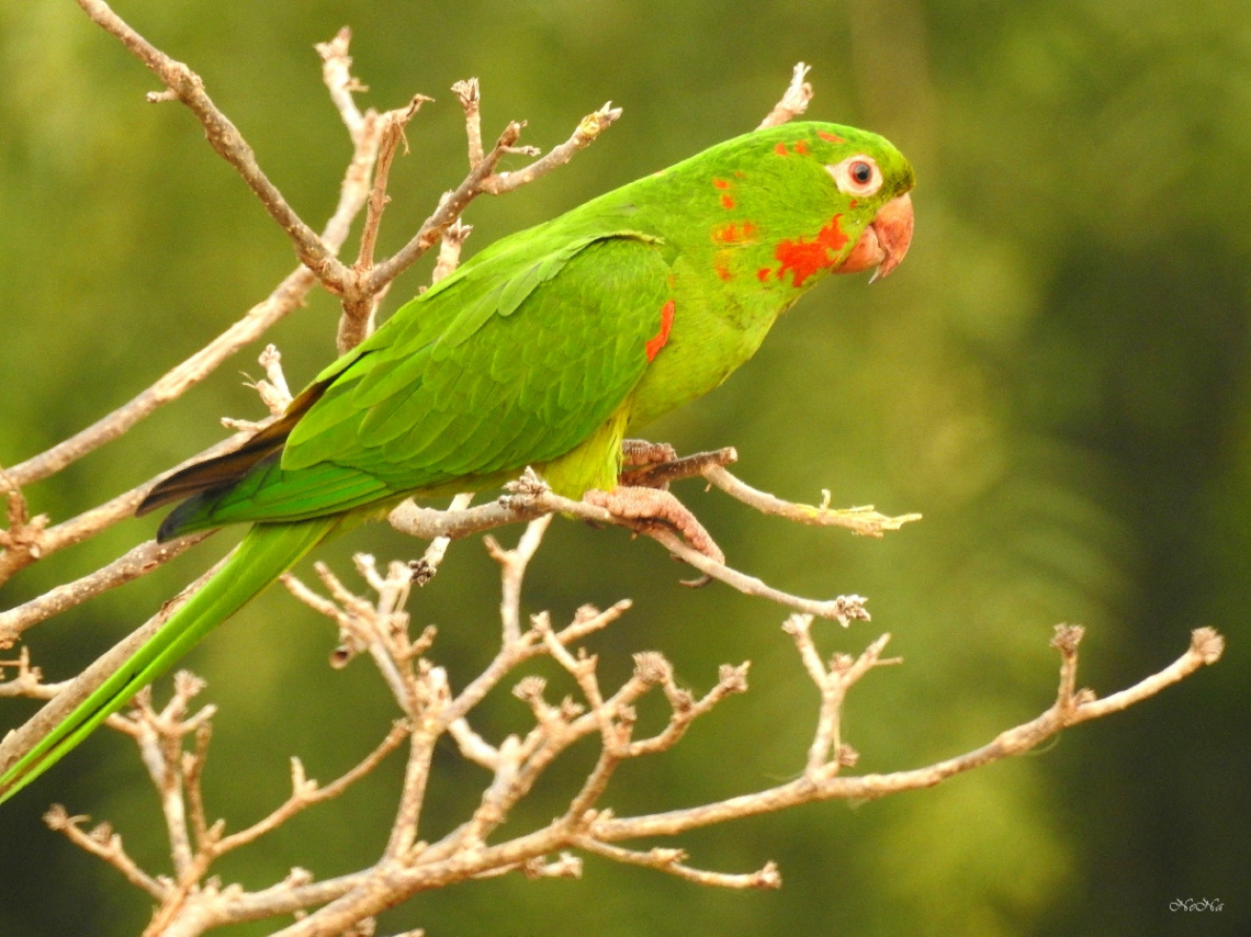 White-eyed Parakeet