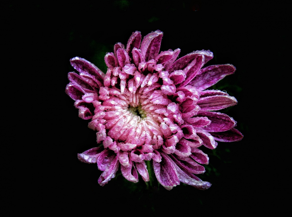 Pink in the dark