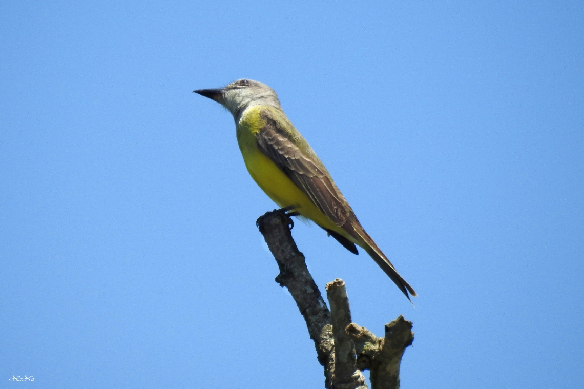 Short-crested Flycatcher