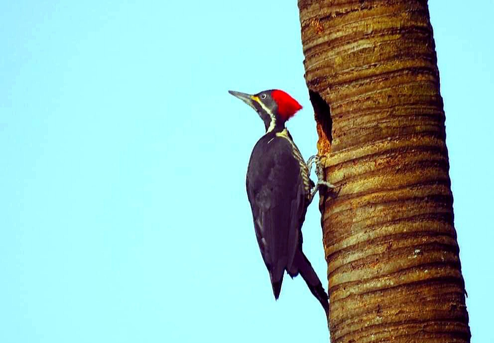 Woodpecker 