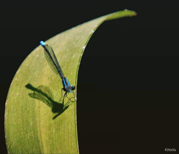 Mini Dragonfly 