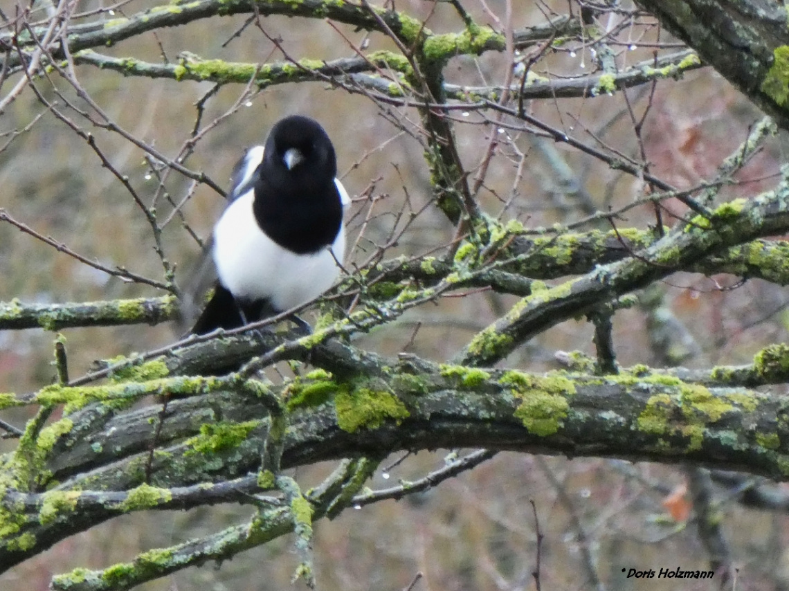 magpie