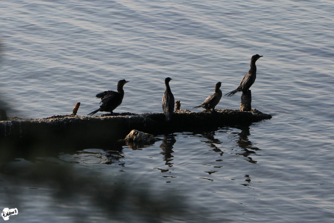 Karabataklar