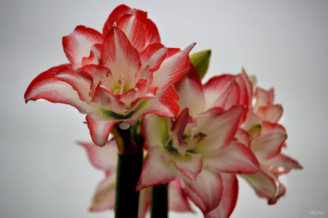 Amaryllis