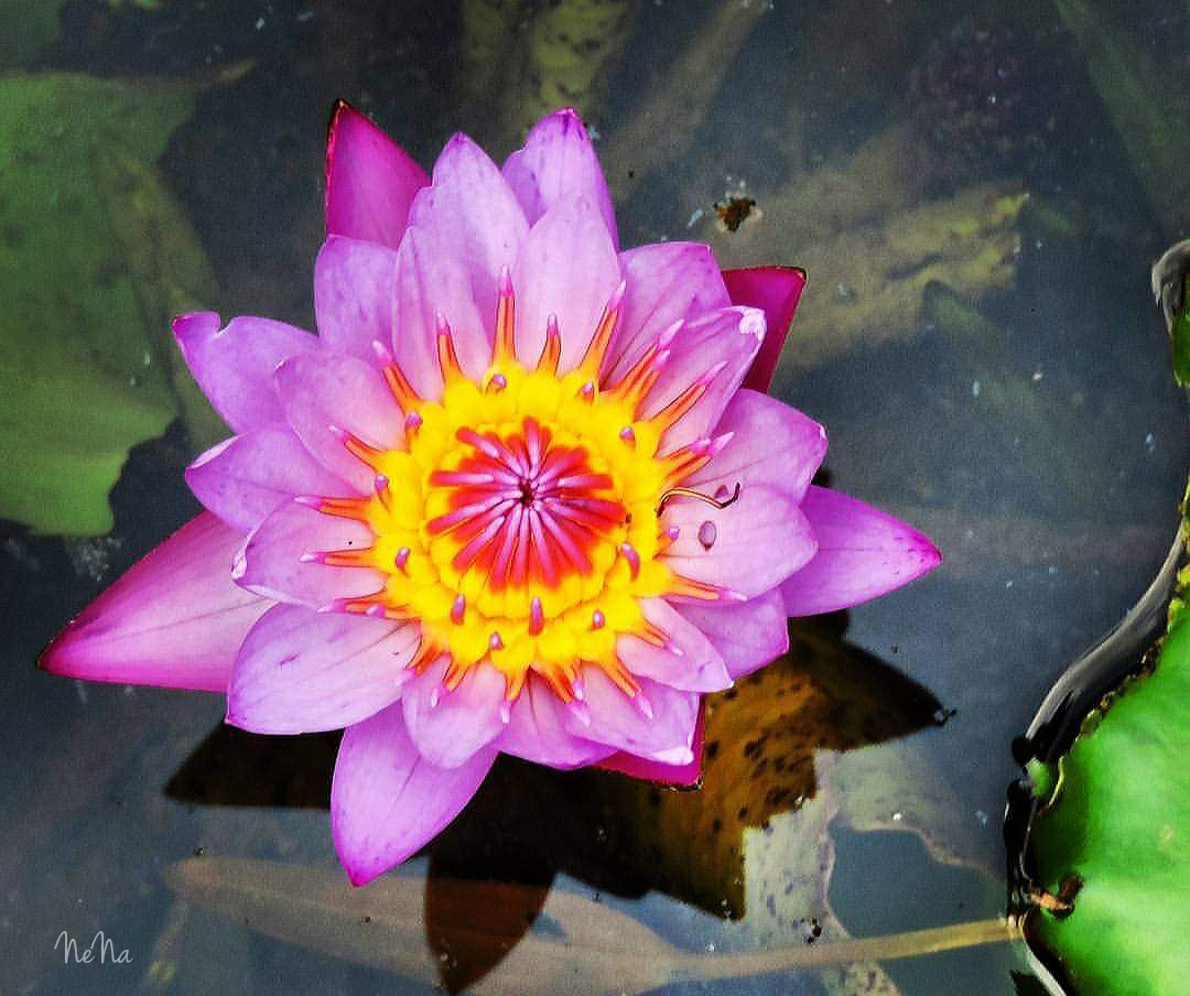 Nymphaea 