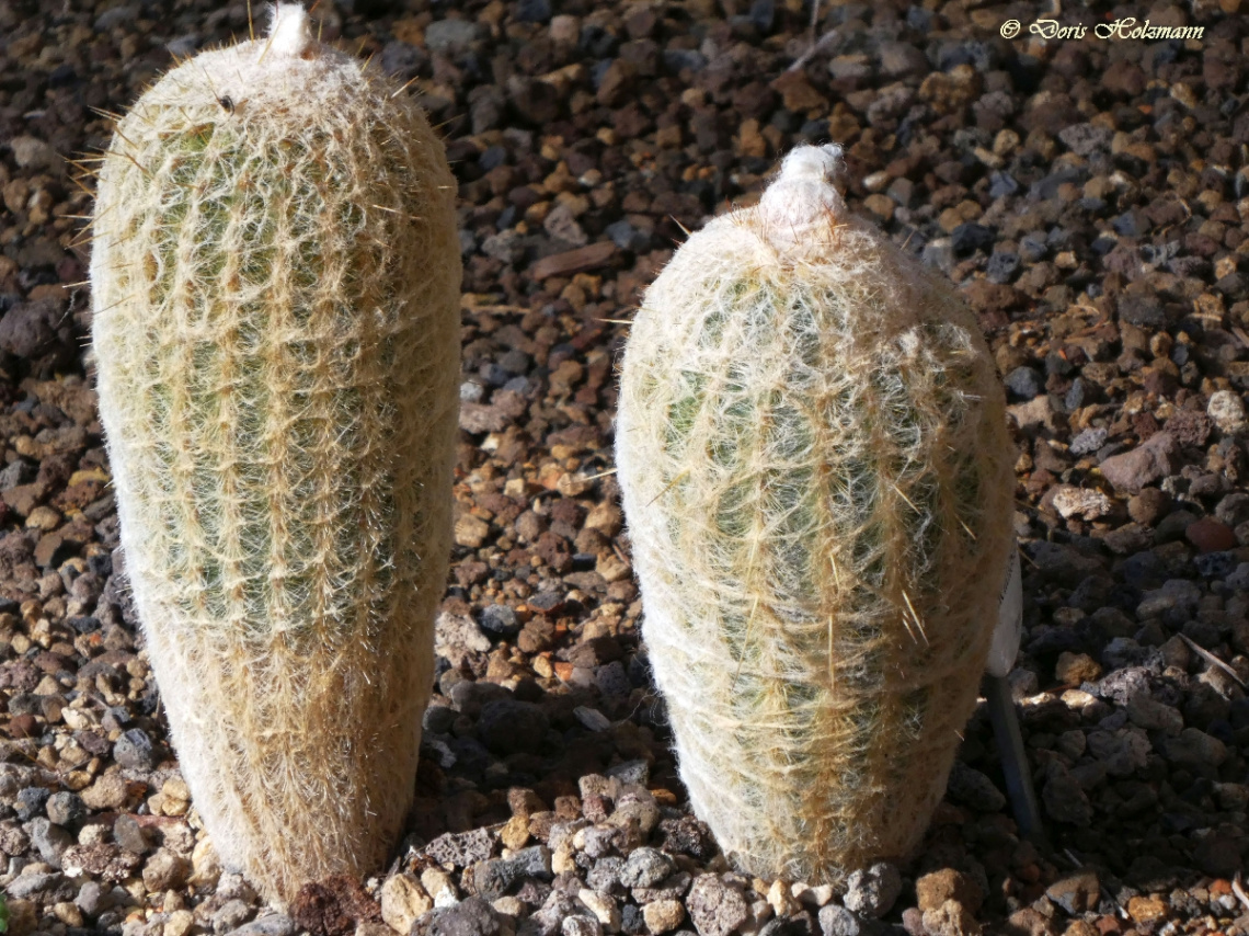 Cacti 