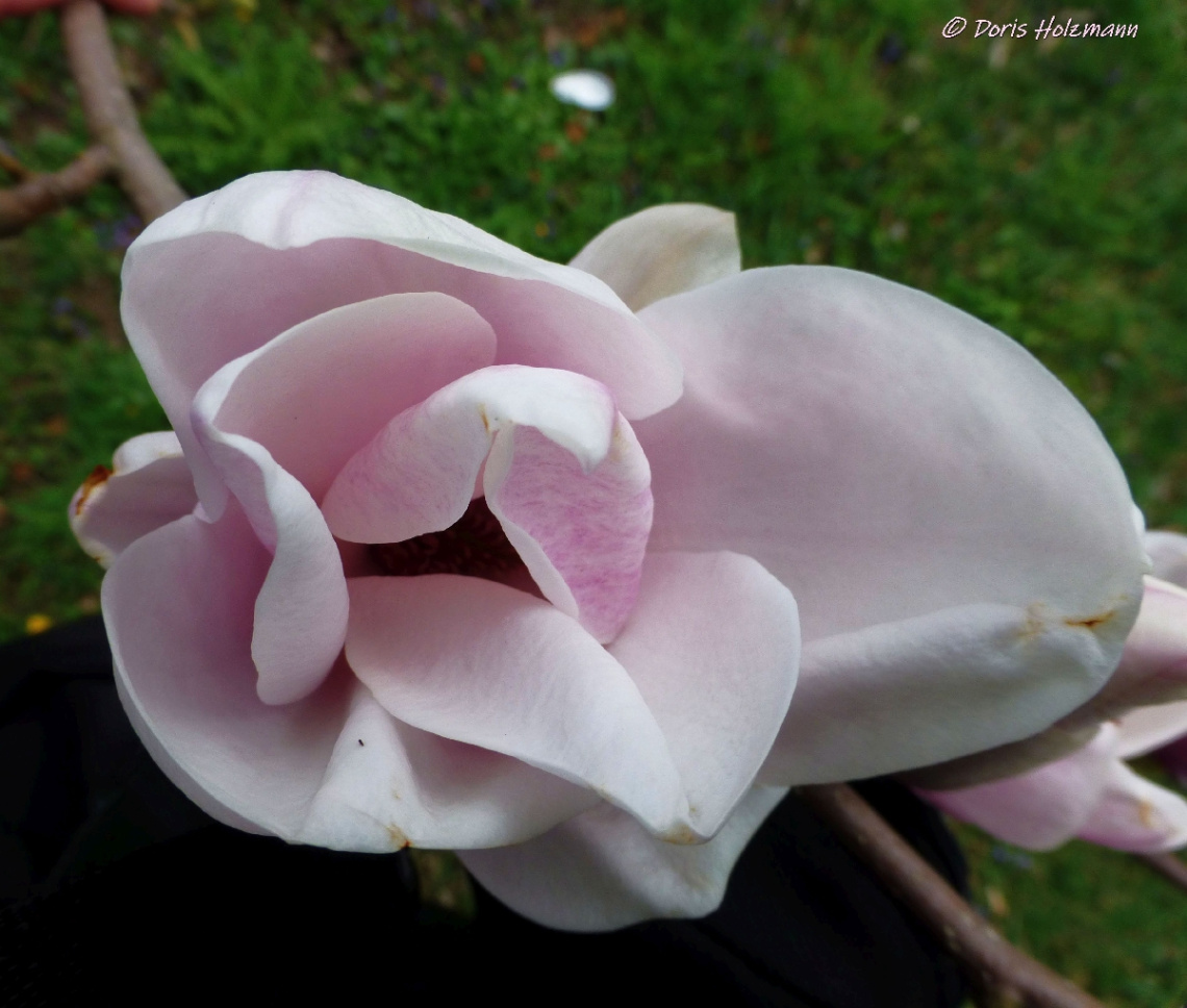 Magnolia blossom