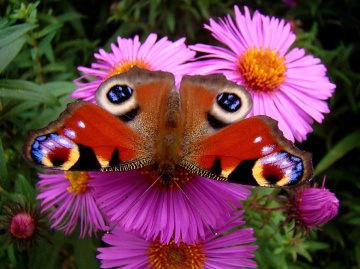 SCHMETTERLING