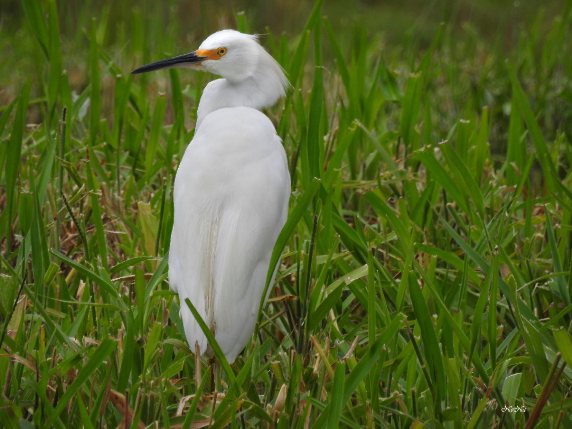 Great Egret