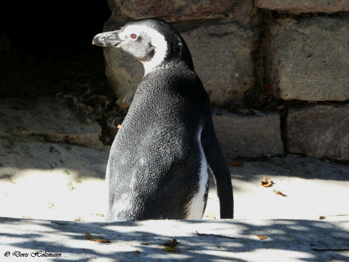 penguin 