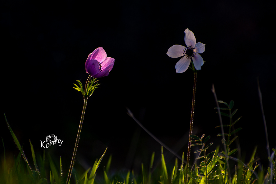 Spring in Cyprus 