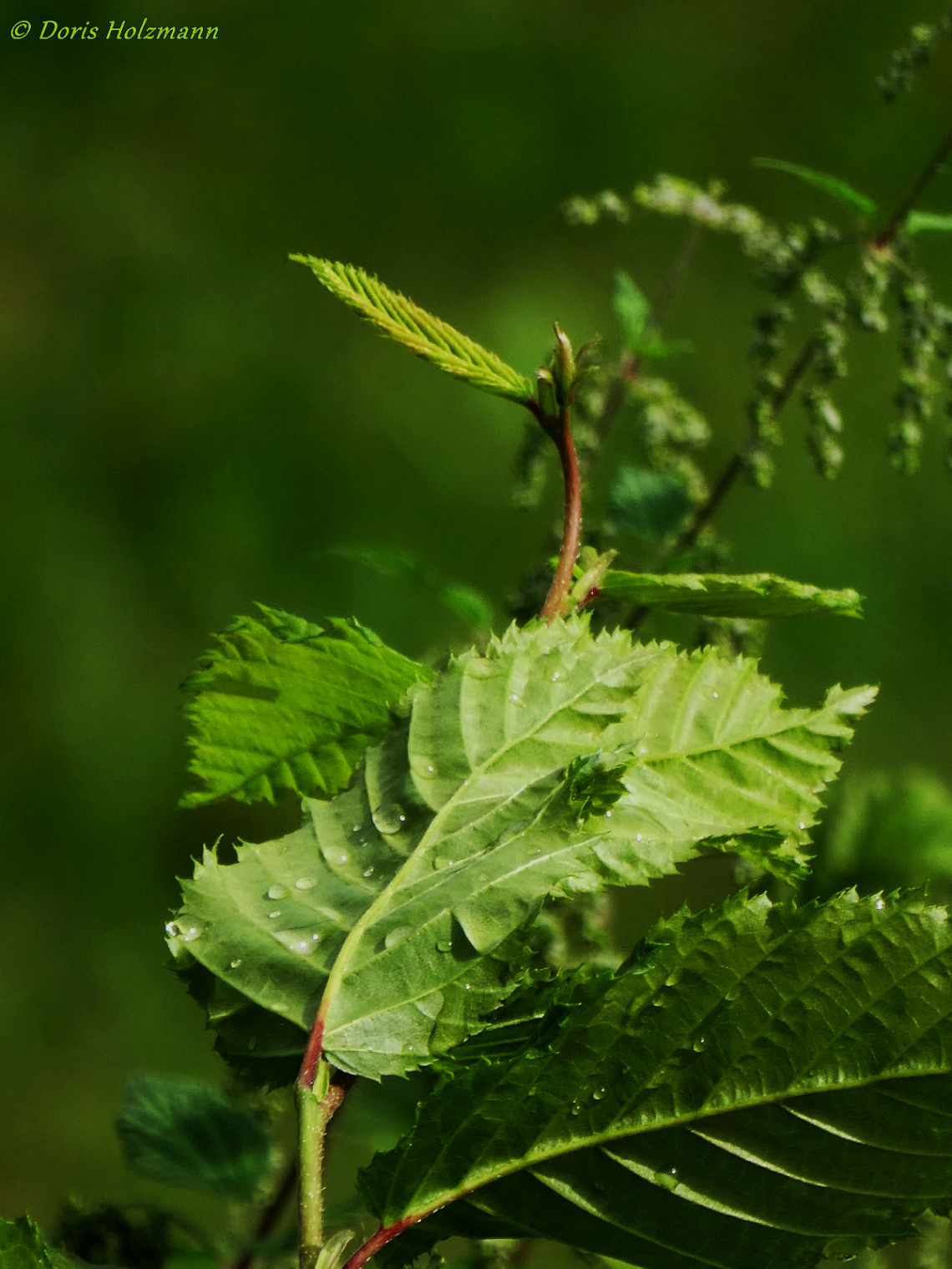 green