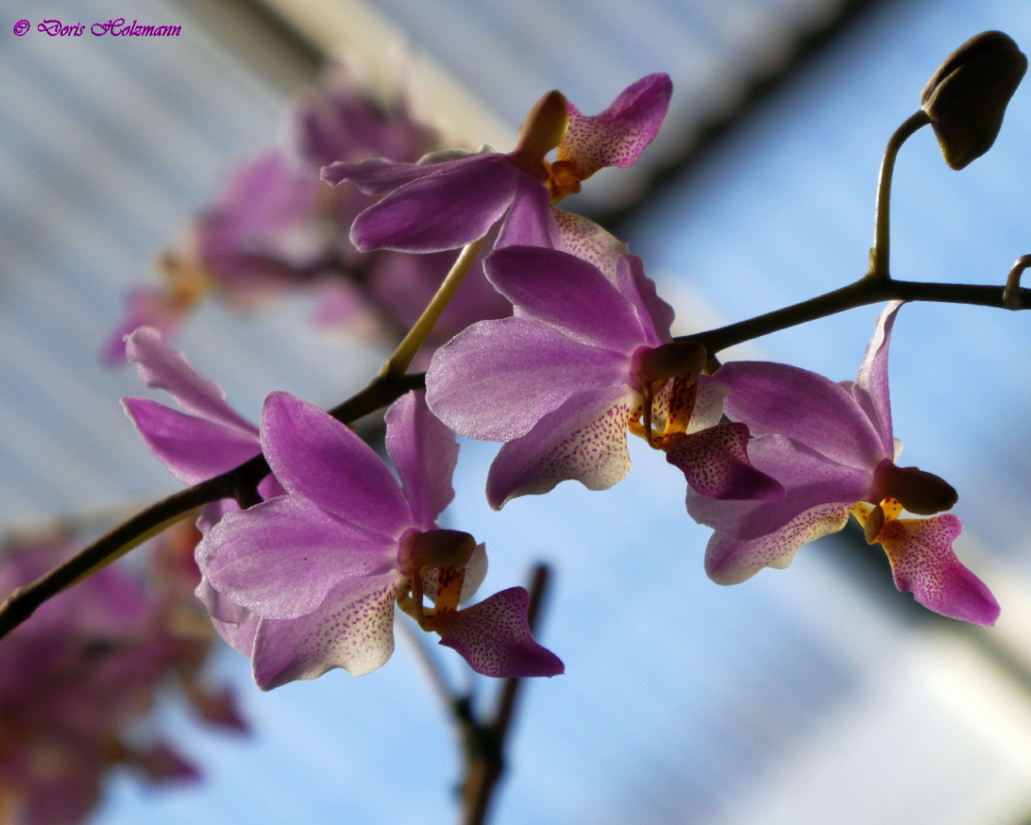 orchids