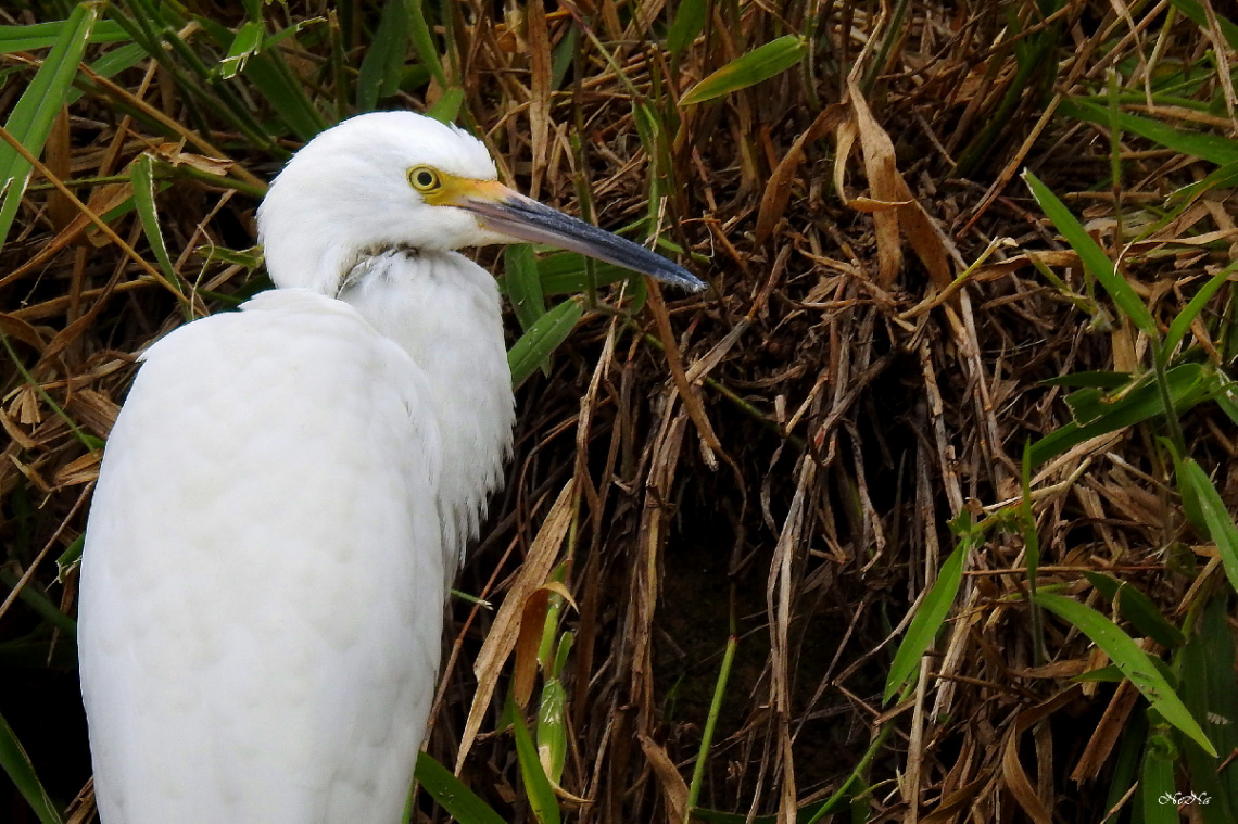 Egret