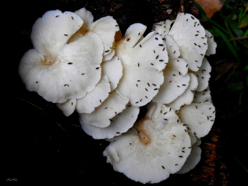 Fungi on tree trunk