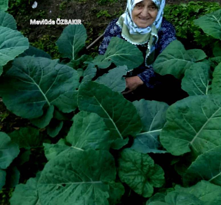 86 yaşında annem ve yetiştirmiş olduğu kara lahana