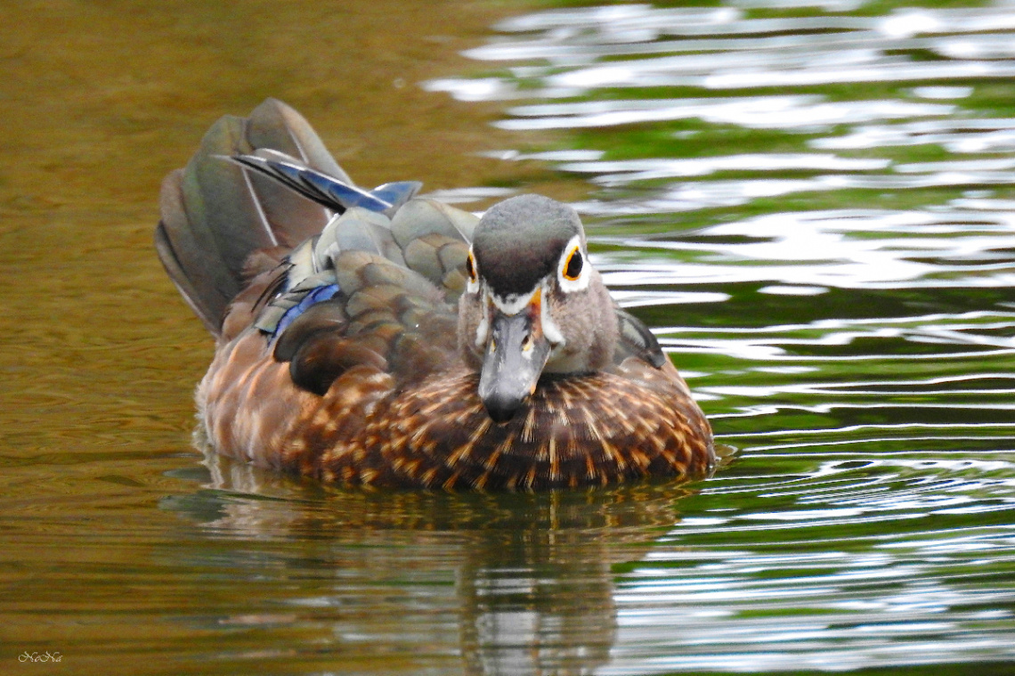 Mandarin female