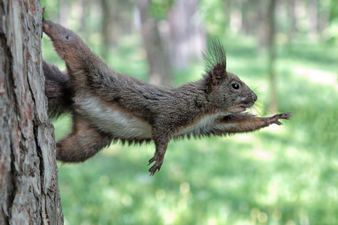 Super squirrel 