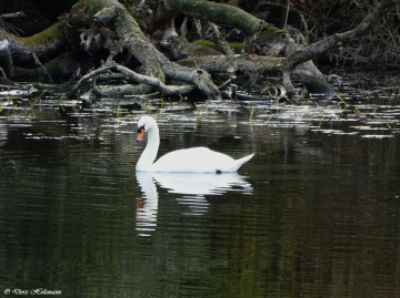 Saumseen nature reserve, Karlsruhe / Germany