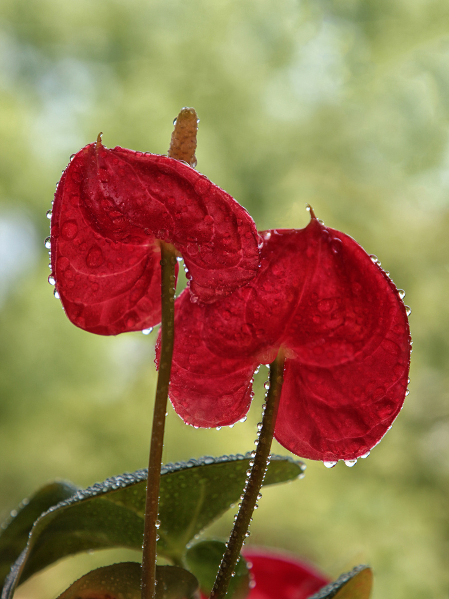 Anthurium