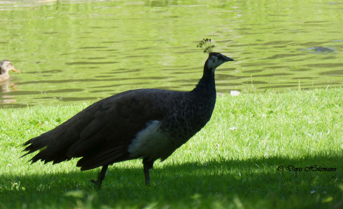 Peacock