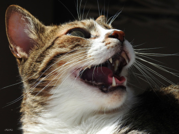 Mostrando os dentes