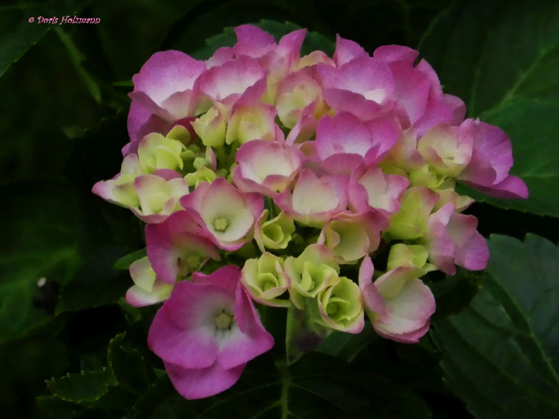 hydrangea