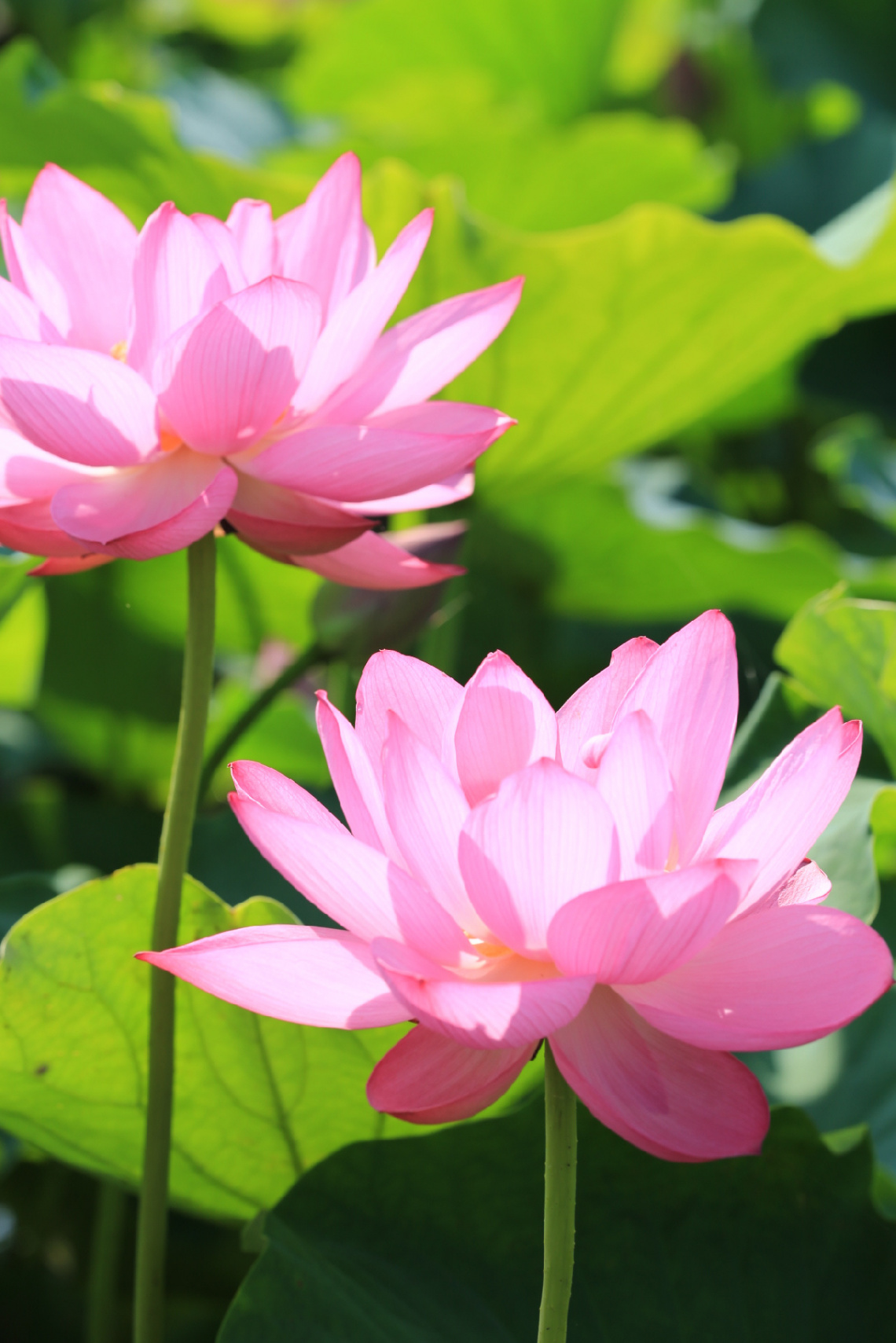 Lotus flowers