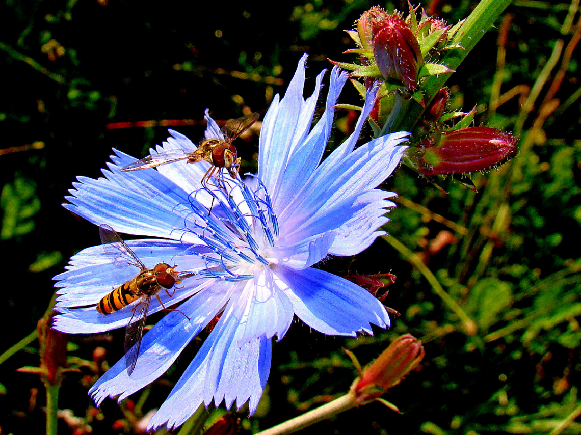 BLÜTE MIT BESUCH 