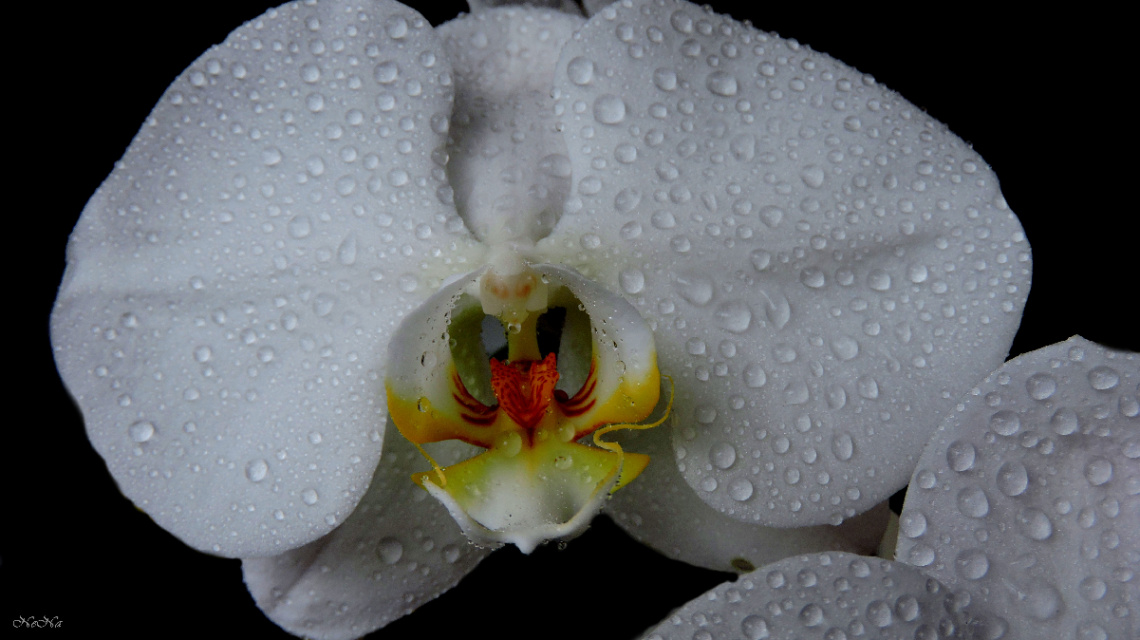 Orquídea Wanda