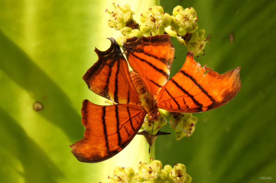 Borboleta