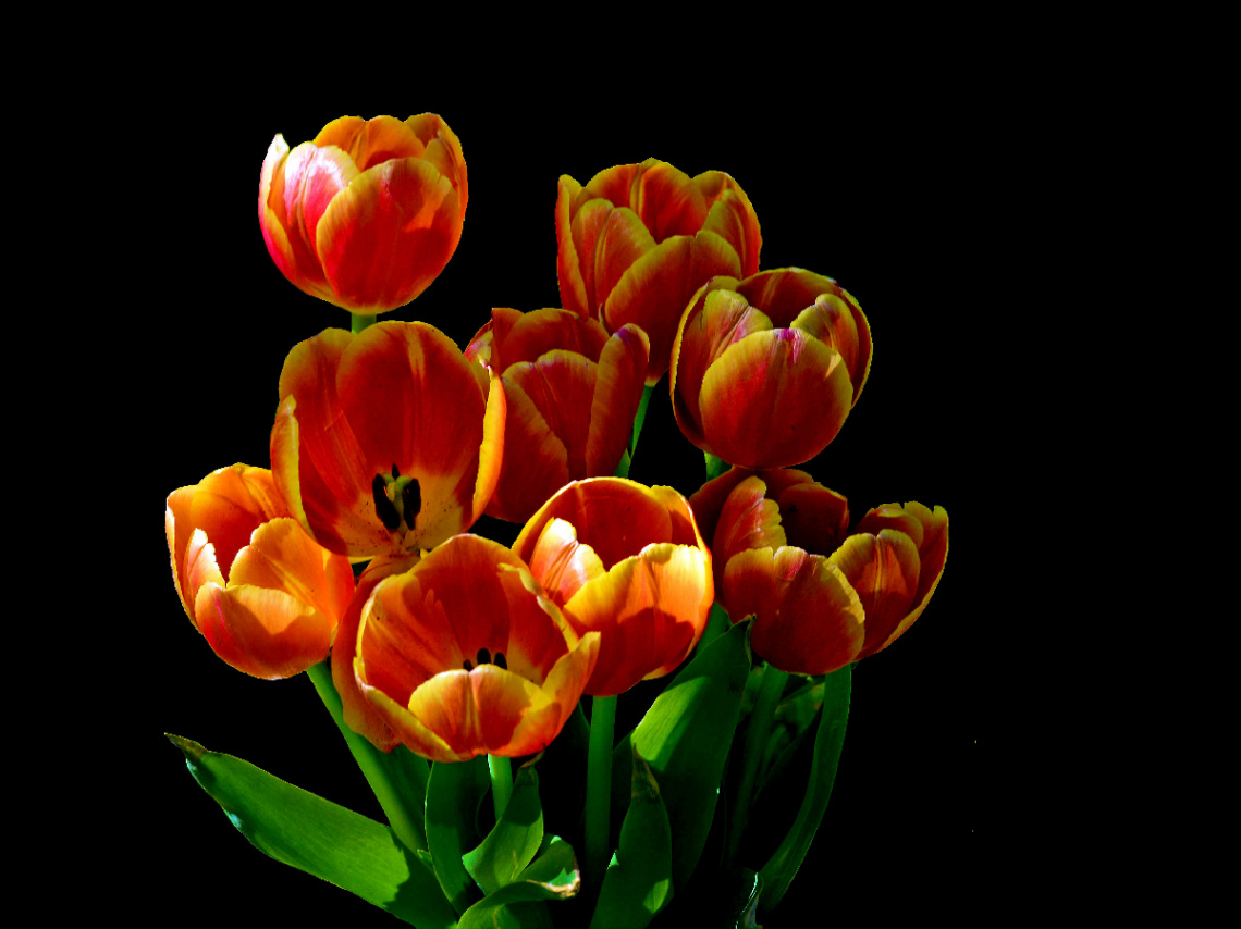 TULPEN