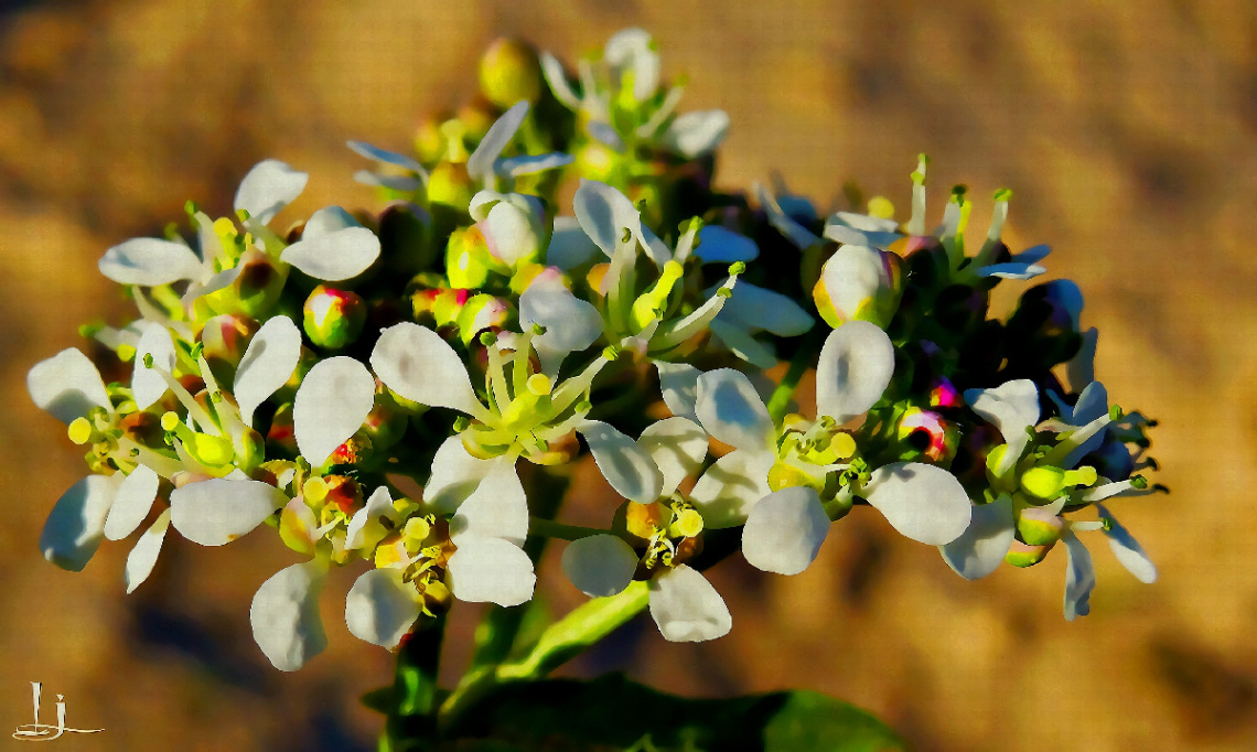 Tiny Bouquet 