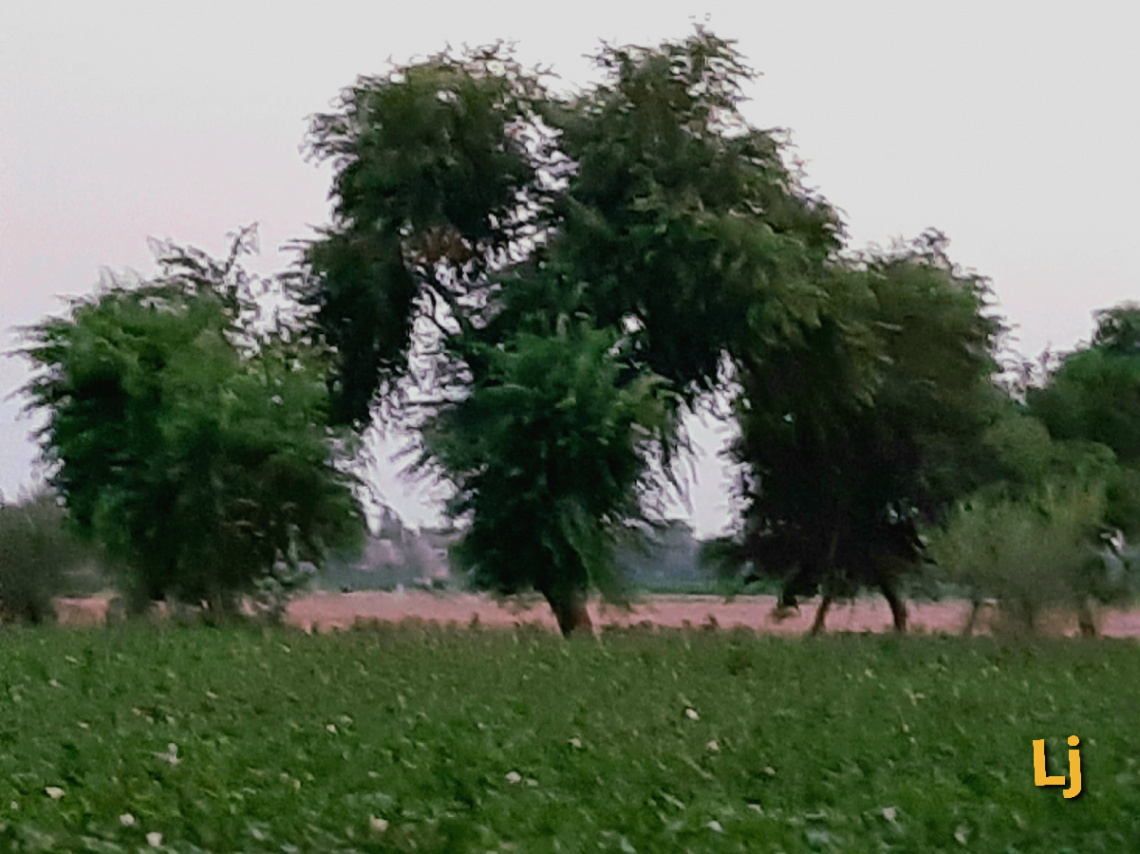 Cotton field & whispering trees