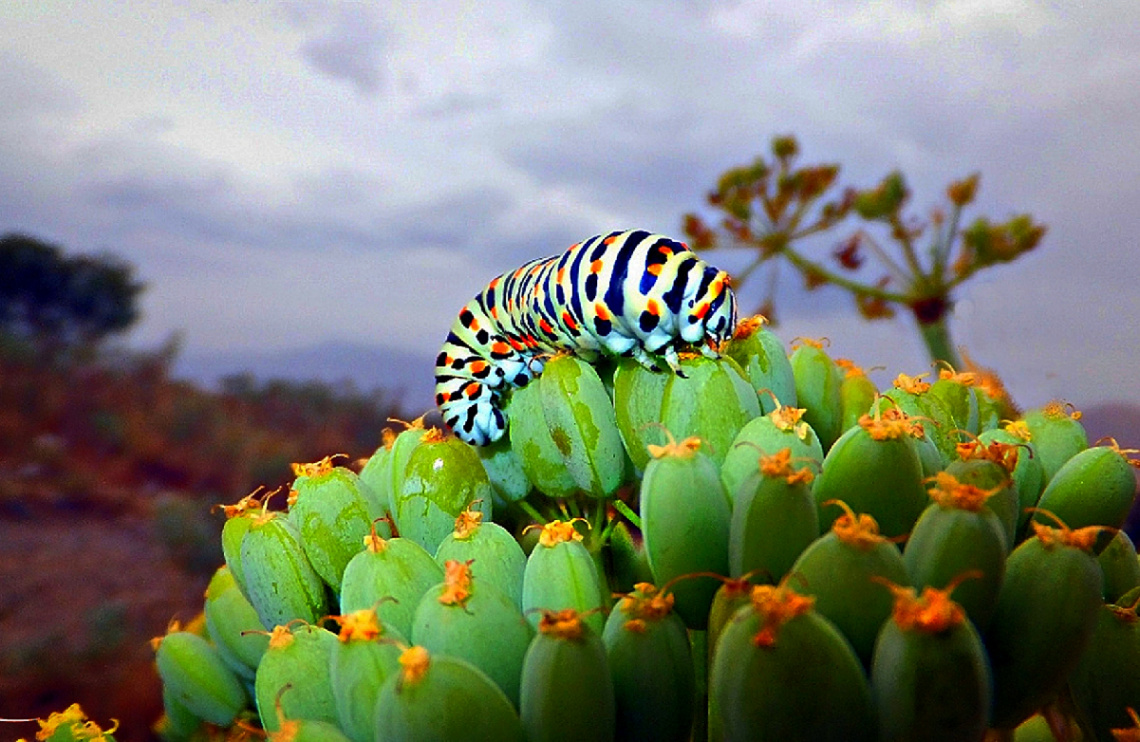 Butterfly Larva 