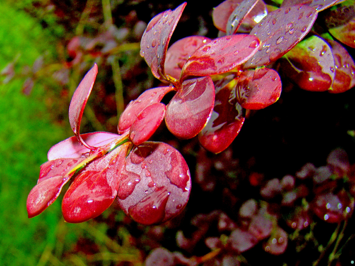 REGENWETTER