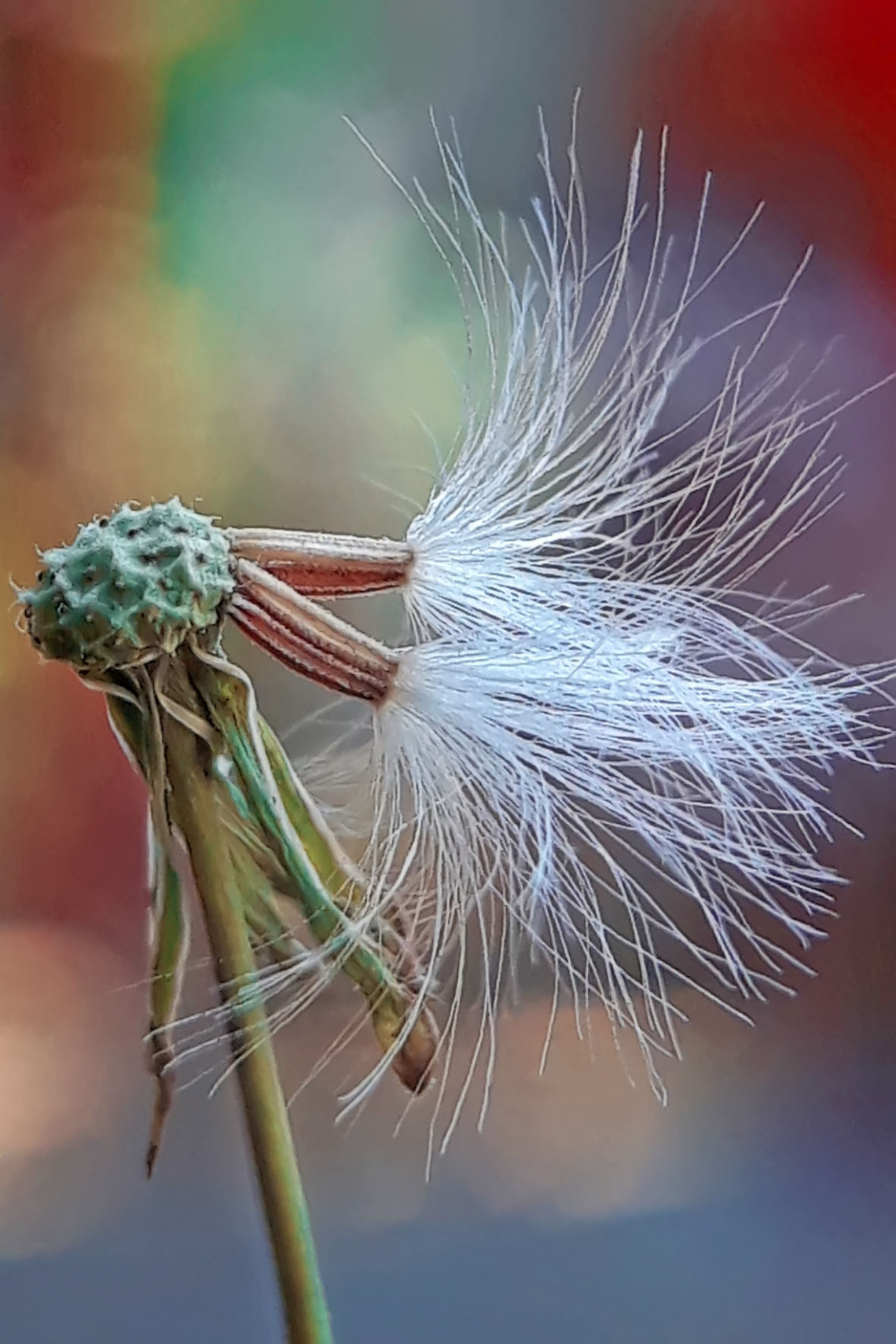 dandelion