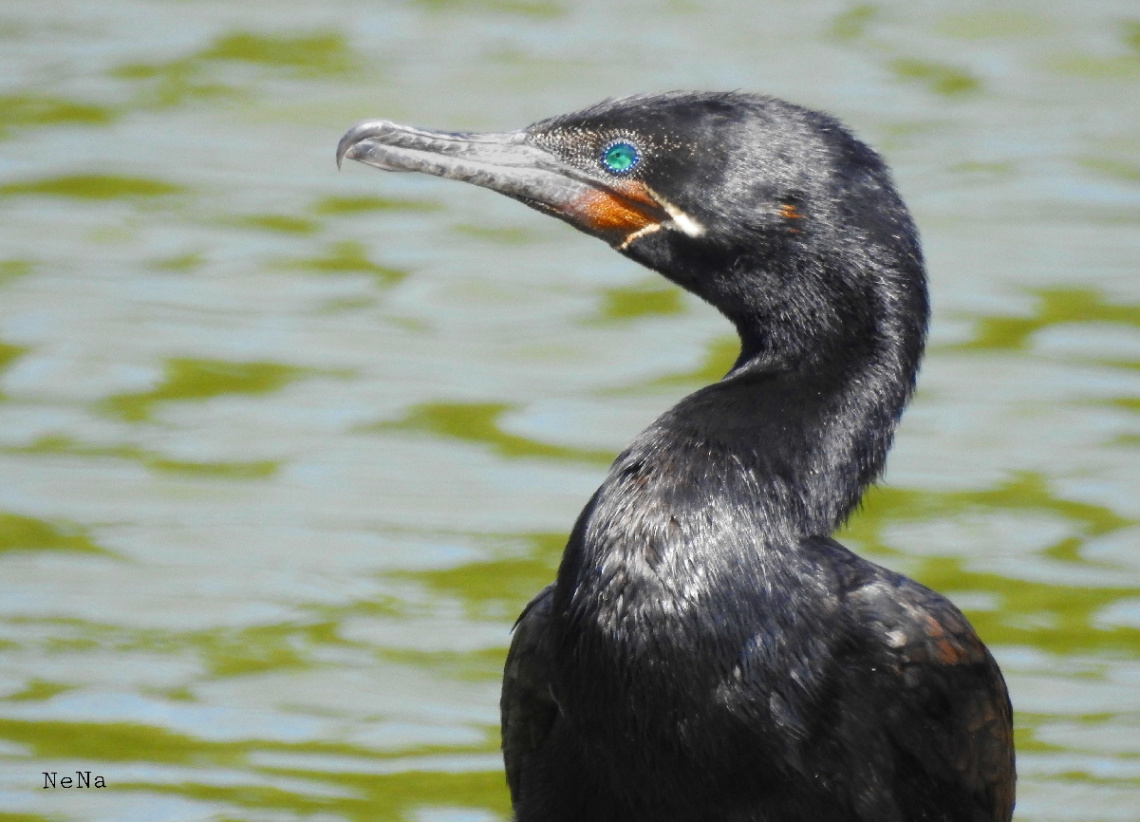 Biguá