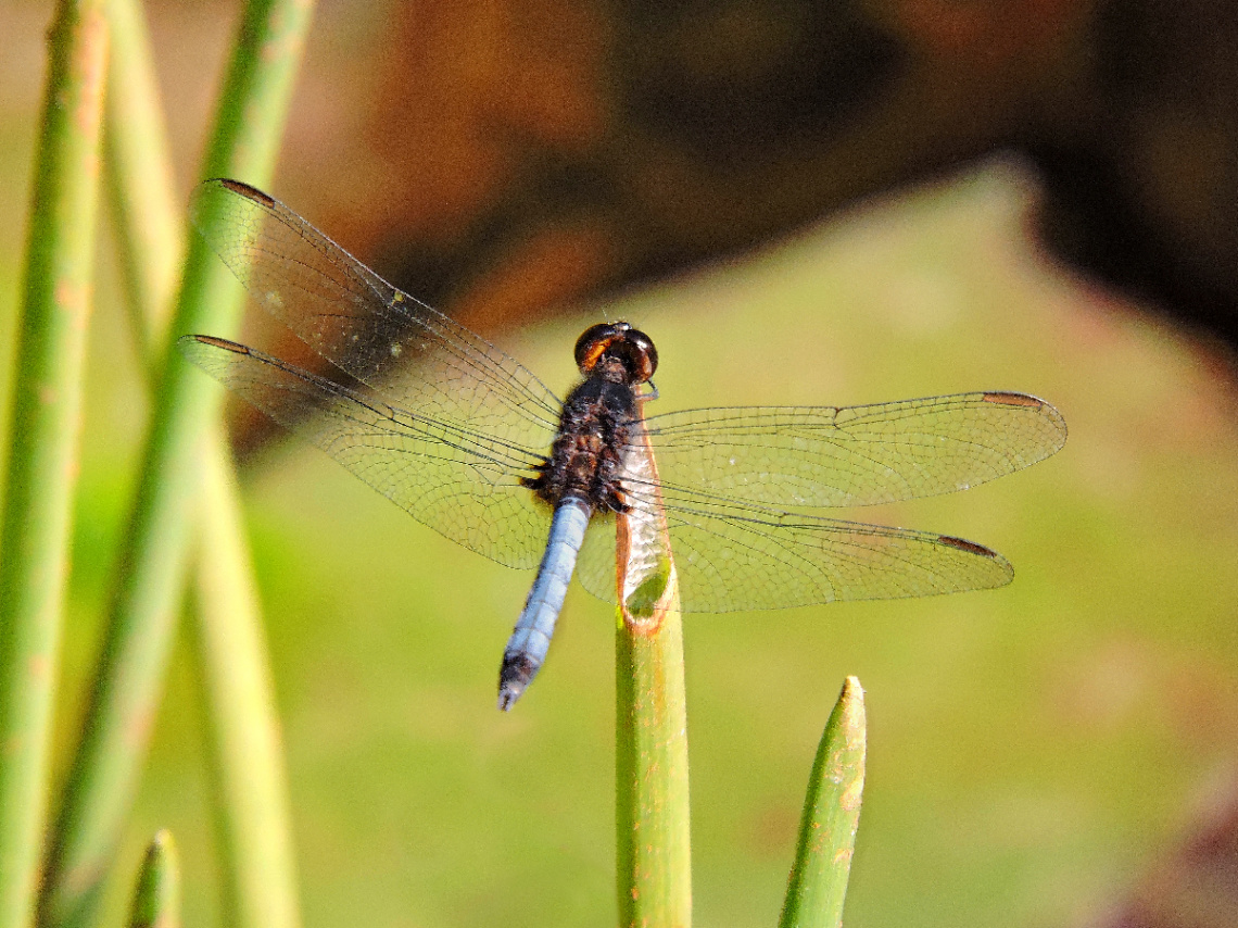 Libélula azul