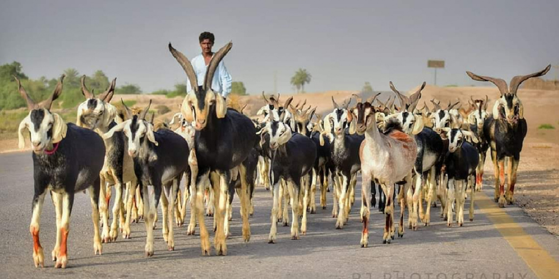 Sindhi Goats