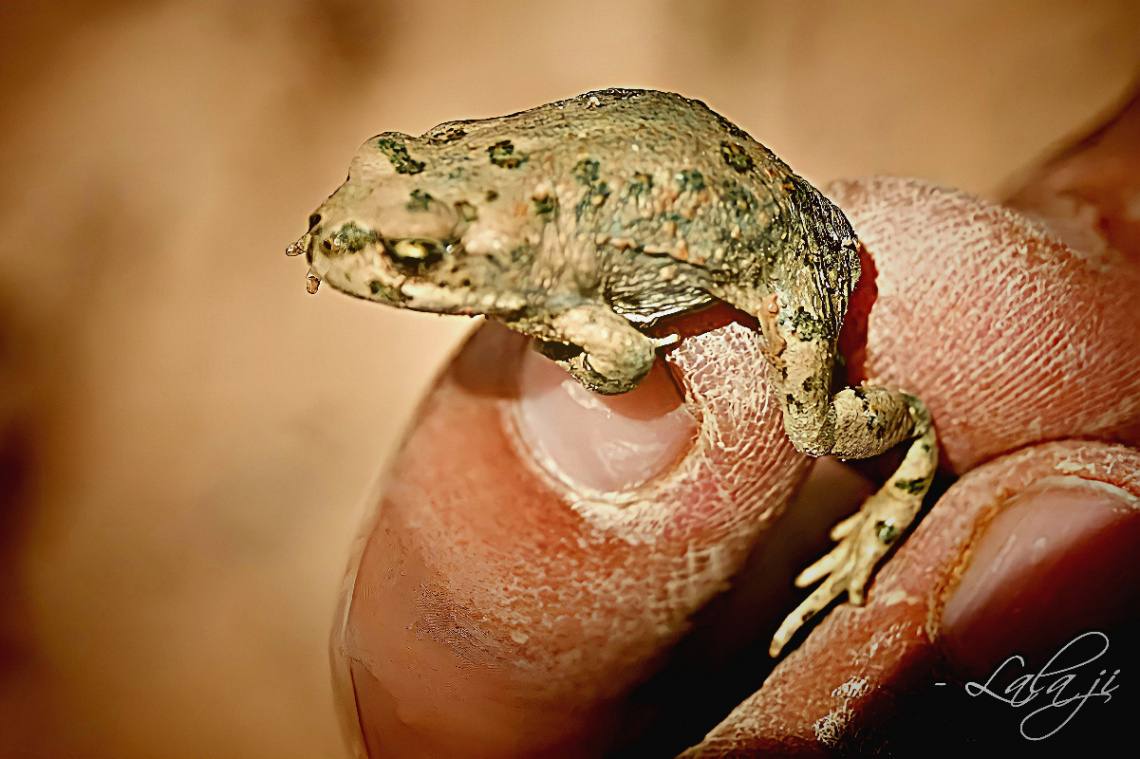 Zanginawer Pygmy Toad 